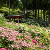 三室戸寺　紫陽花６