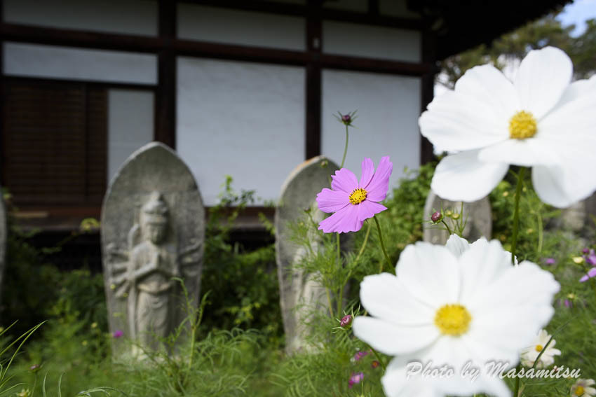 般若寺のコスモス１