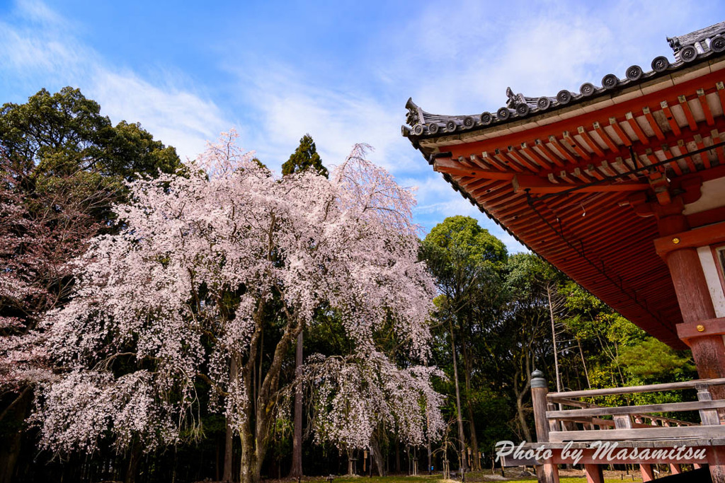 京都　醍醐寺１