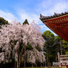 京都　醍醐寺１
