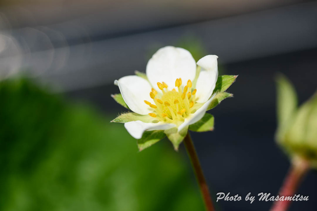 いちごの花