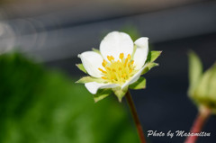 いちごの花