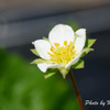 いちごの花