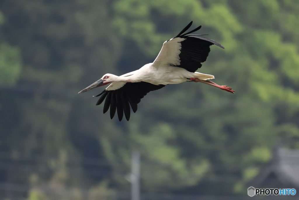 餌場に向かうコウノトリ