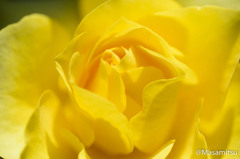 バラ　黄色１