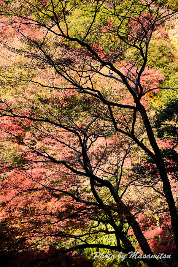 箕面の紅葉