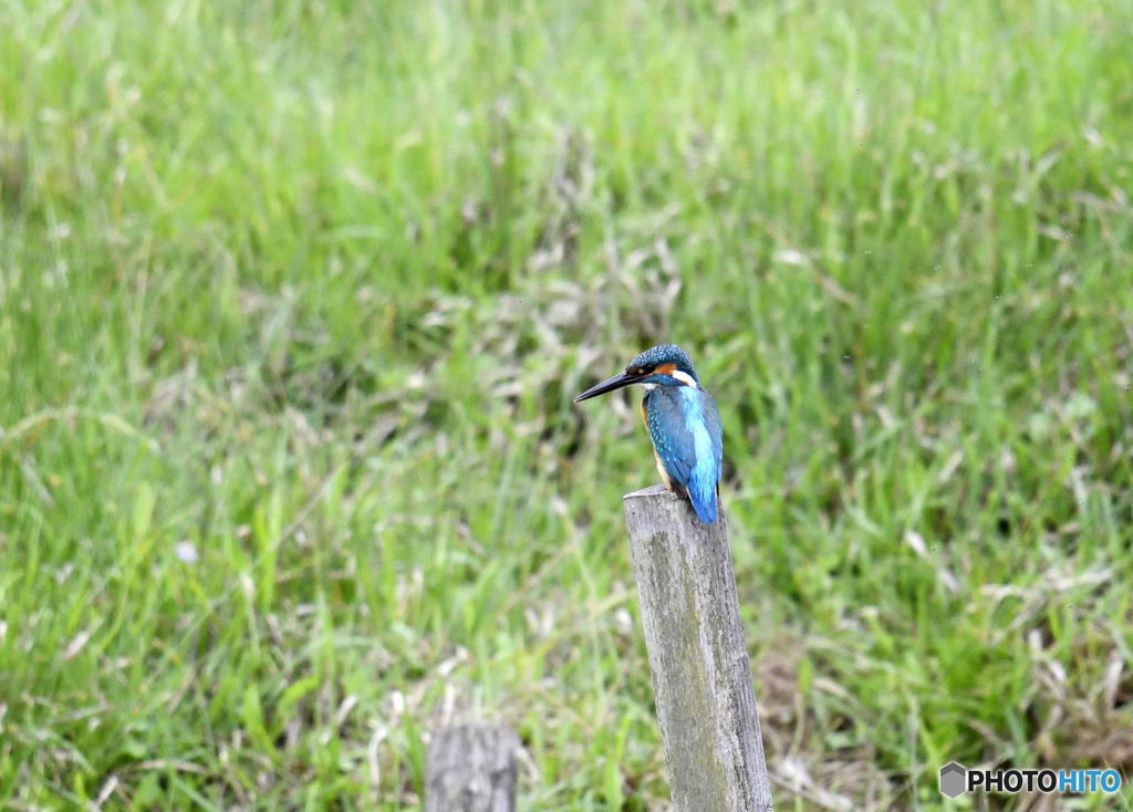 カワセミ