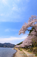 海津大崎の桜８