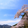 海津大崎の桜８