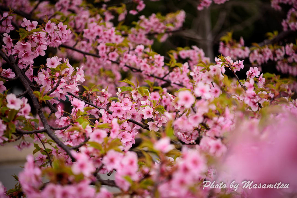 長居公園　河津桜２