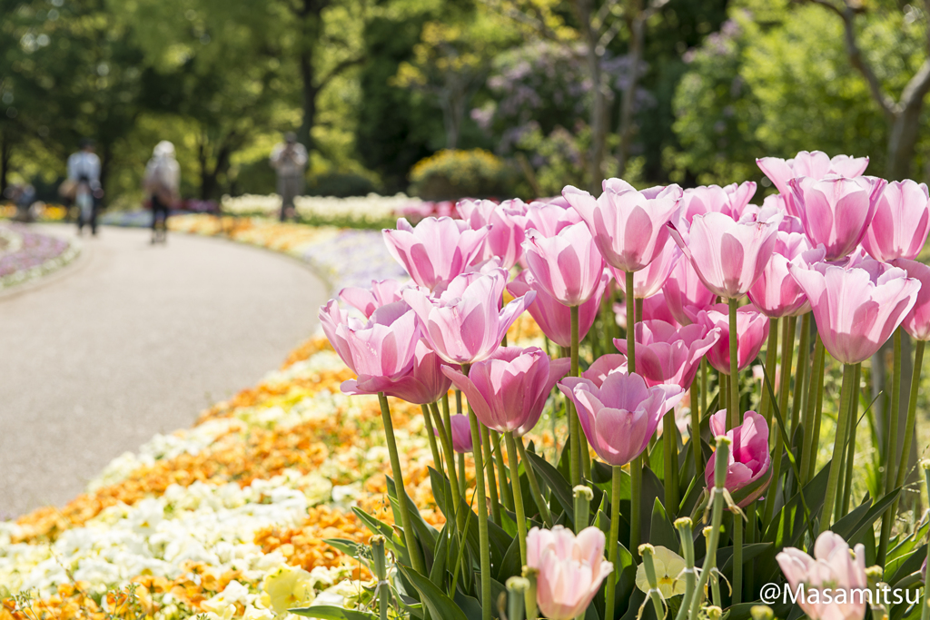 長居植物園　チューリップ