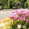 長居植物園　チューリップ