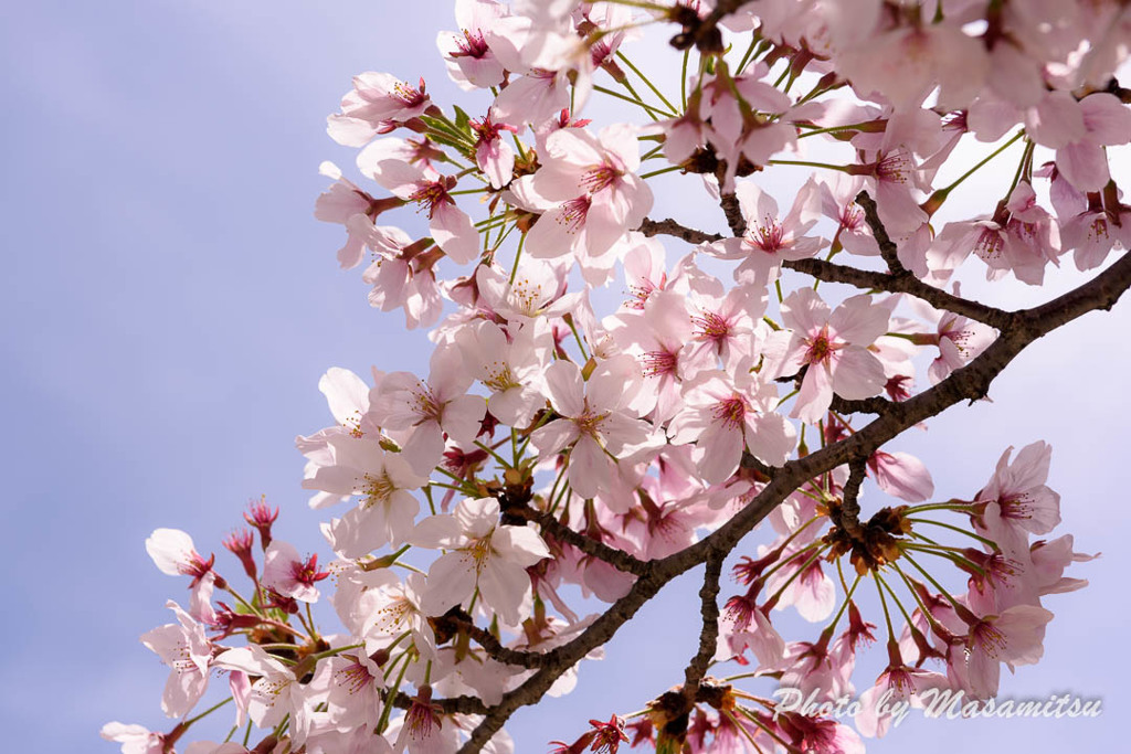 公園の桜３