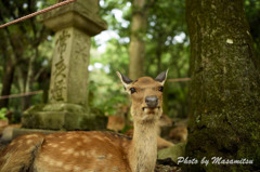 鹿さん　１
