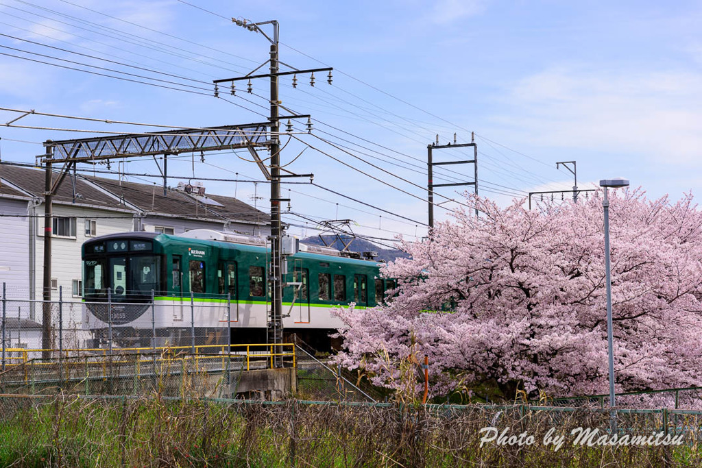 京阪電車と桜２