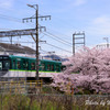 京阪電車と桜２
