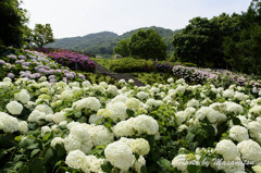 明石海峡公園　あじさい１