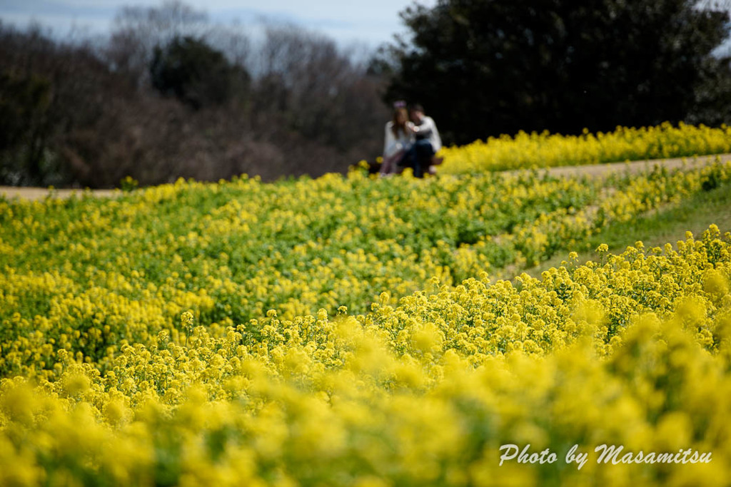 あわじ花さじき　菜の花５