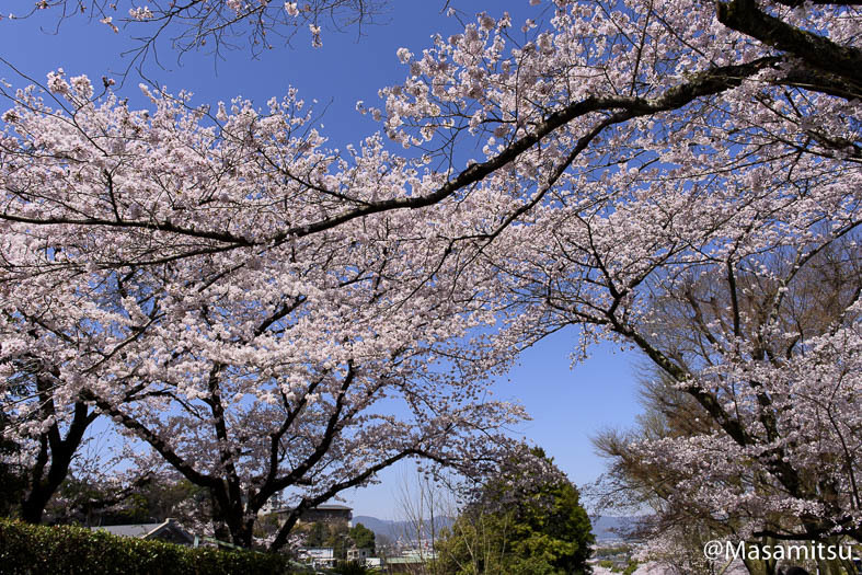 インクラインの桜