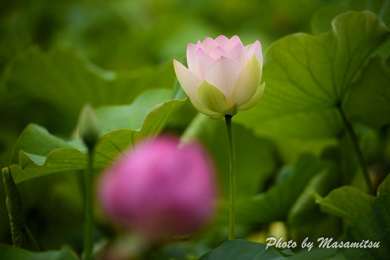 日本庭園　蓮池４