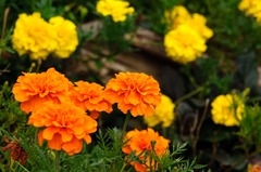 公園で見つけた花