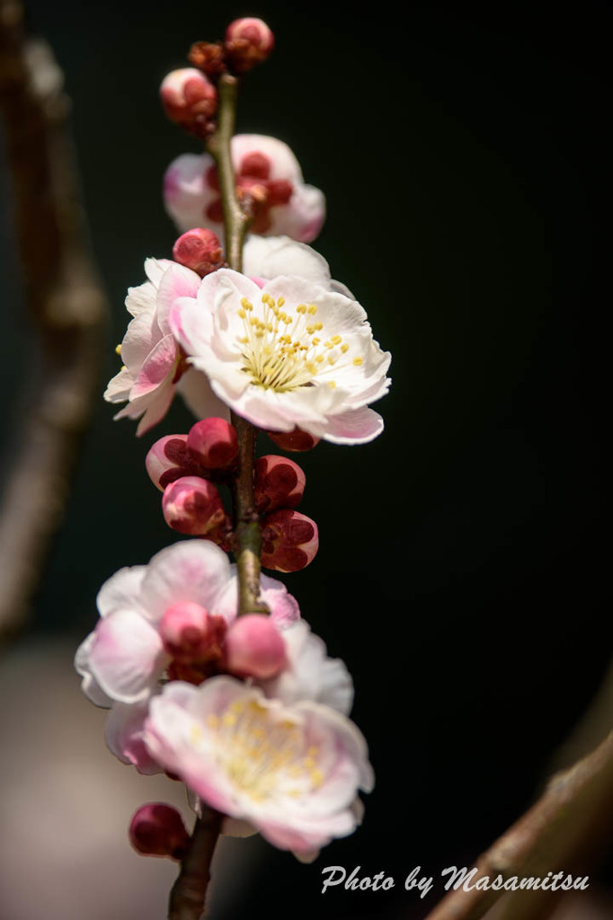 京都府立植物園　梅１