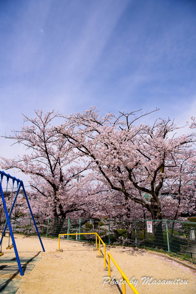公園の桜１