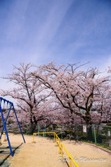 公園の桜１