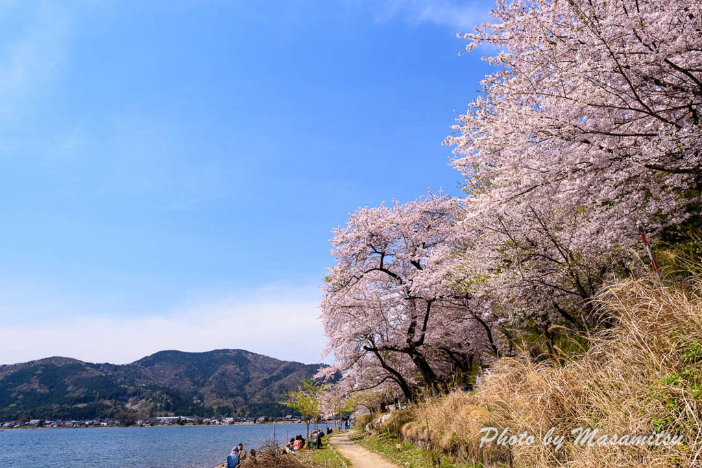 海津大崎の桜６
