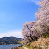 海津大崎の桜６