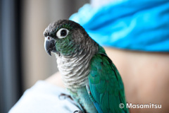 ウロコインコのりんちゃん３