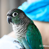 ウロコインコのりんちゃん３