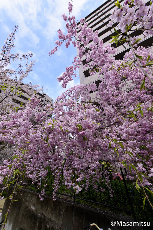 しだれ桜　２