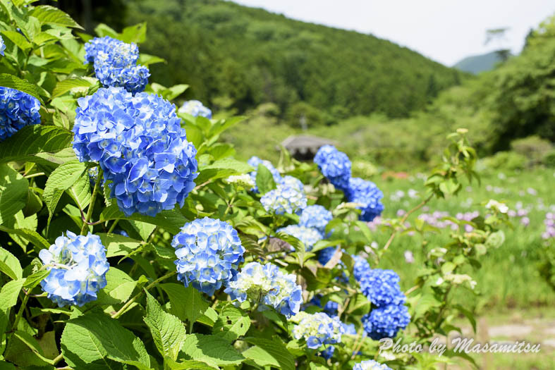 滝谷花しょうぶ園３