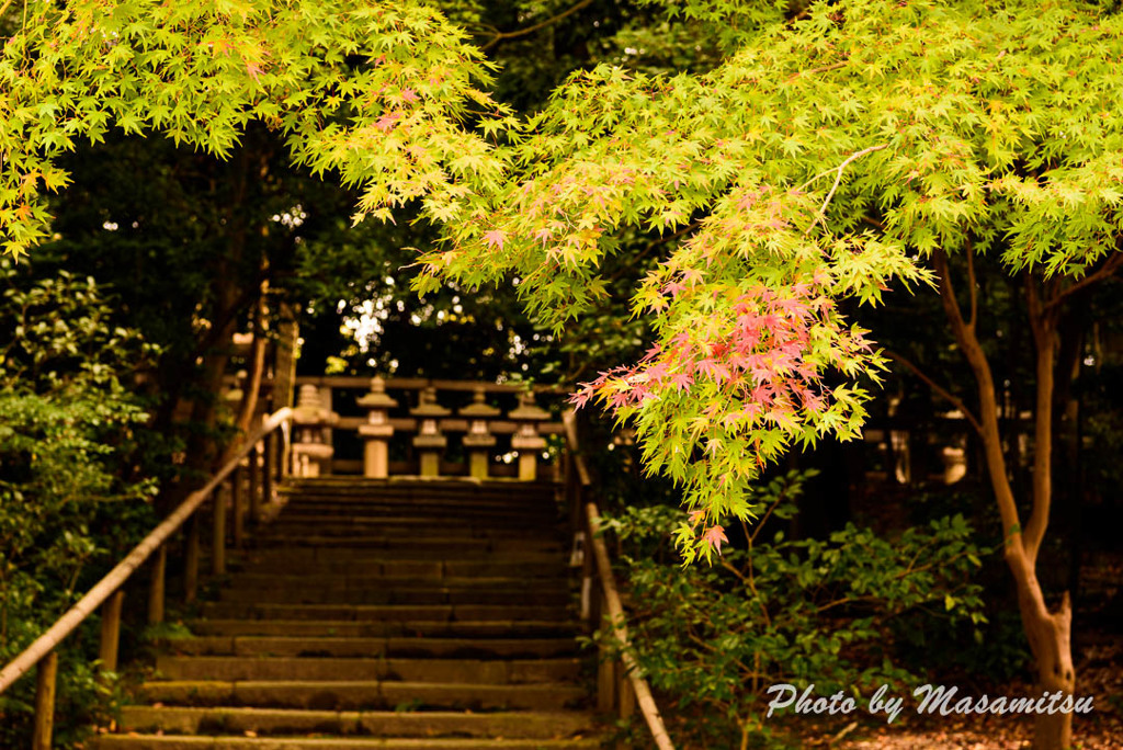 石清水八幡宮　参道の紅葉