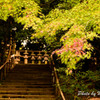 石清水八幡宮　参道の紅葉