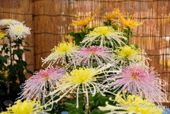 糸菊