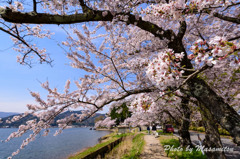 海津大崎の桜７