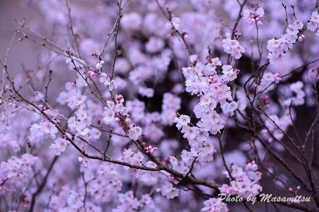 早咲きの桜