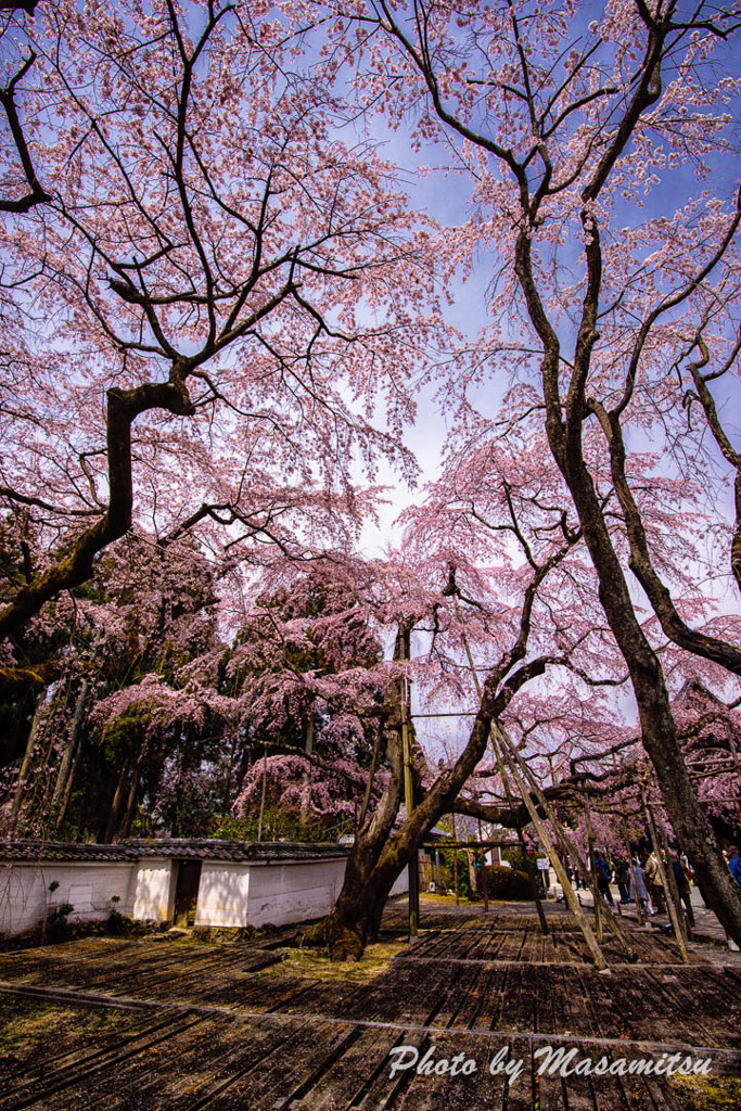 京都　醍醐寺２