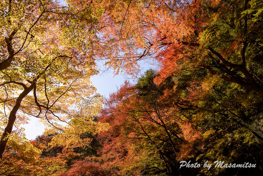 箕面の紅葉２