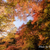 箕面の紅葉２