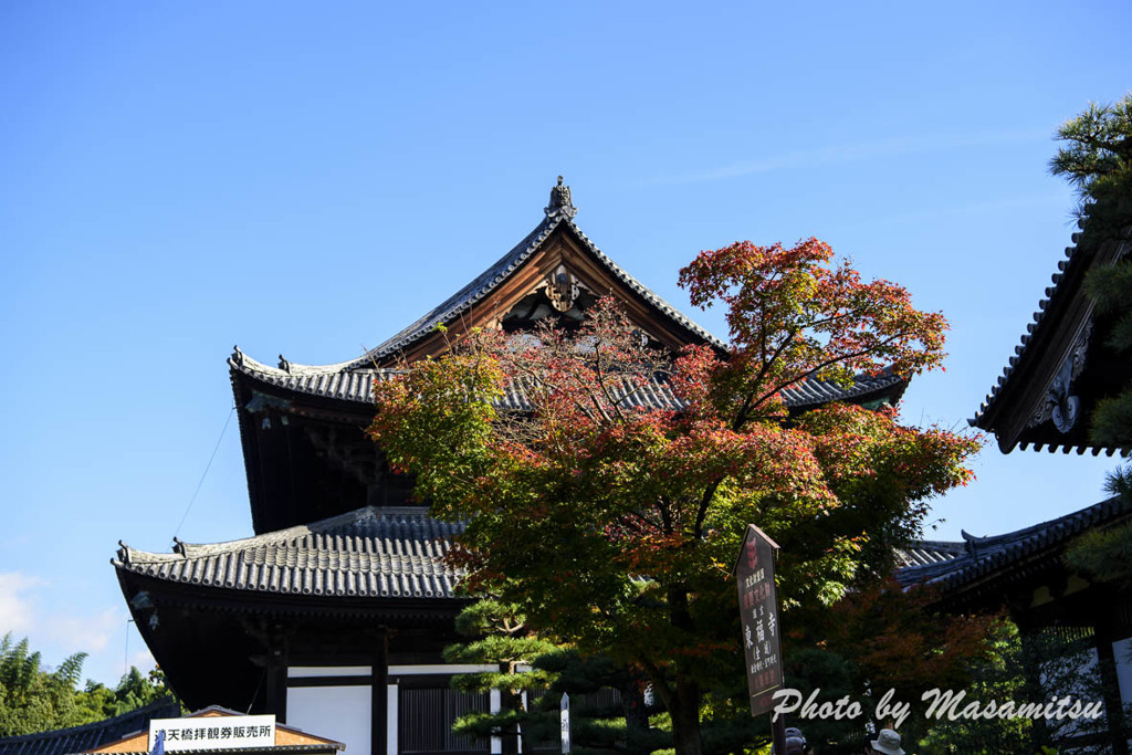 東福寺　紅葉１