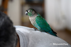 ウロコインコのりんちゃん１