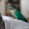 ウロコインコのりんちゃん１