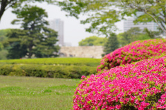 2010tutuji