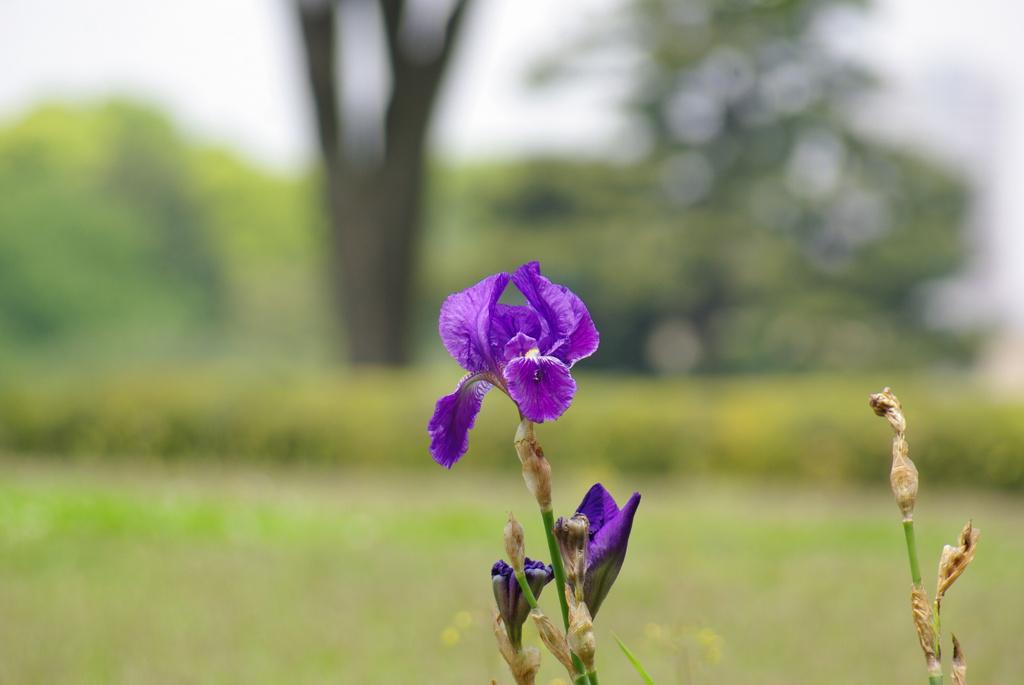 2010ayame