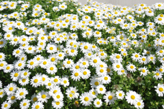 flower2