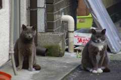 浅草Cats