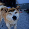 キリっ！